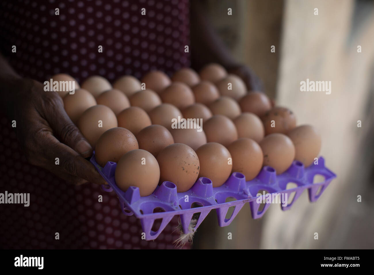 Ein Tablett mit Eiern frisch vom Huhn Bauernhof, Nigeria, Afrika Stockfoto