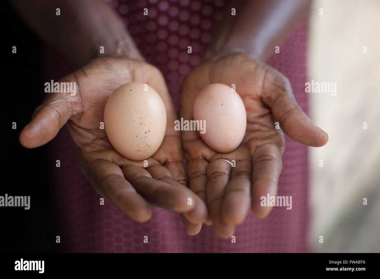 Eine Ei Bauer zeigt den Größenunterschied Ei nach einigen Ausbildung auf ihrem Bauernhof in Nigeria, Afrika Stockfoto