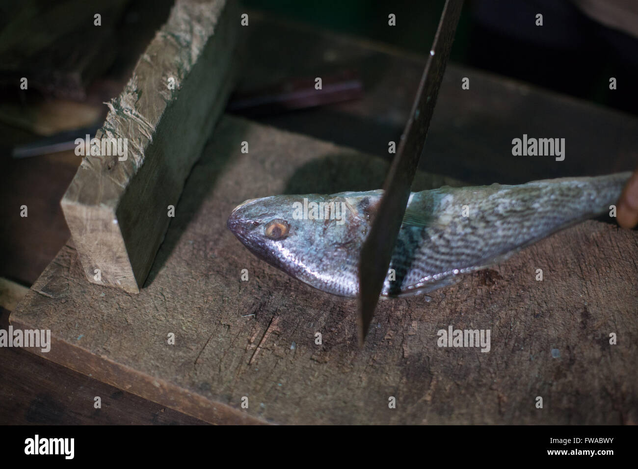 Ein Fisch vorbereitet in eine gefrorene Lebensmittel Geschäft, Nigeria, Afrika Stockfoto