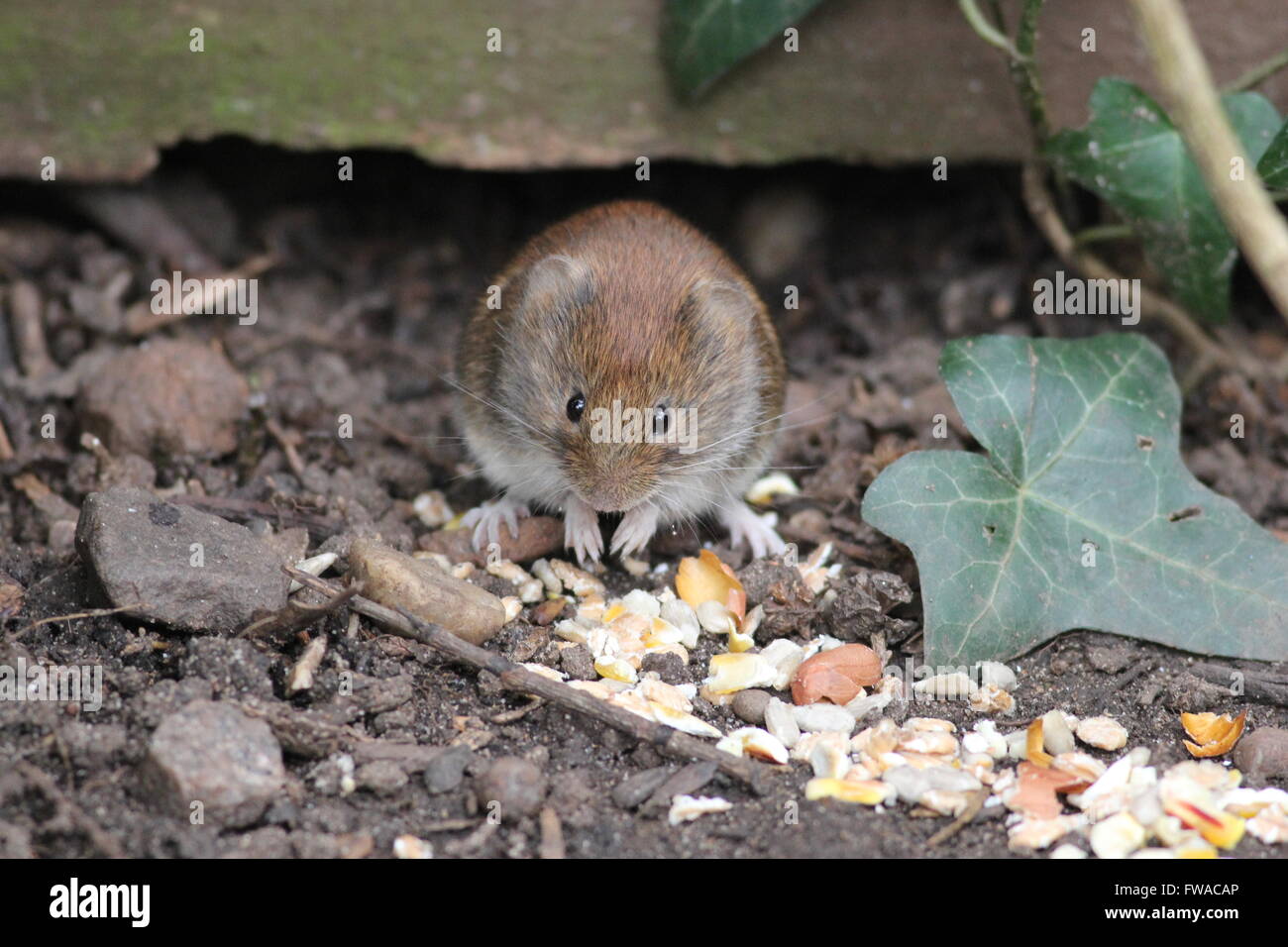 Rötelmaus Fütterung durch ein Efeublatt. Stockfoto