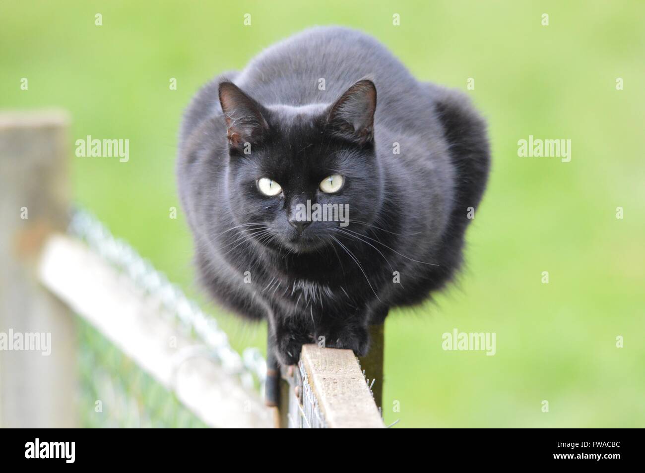 Eine schwarze Katze bereit zum Sprung Stockfoto