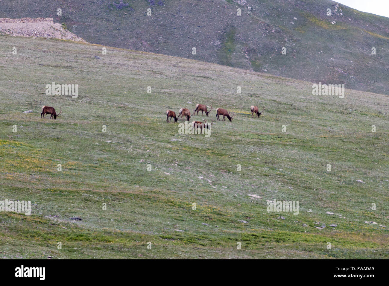 Rocky Mountain Elk in der Nähe von Sundance Mountain in Rocky Mountain Nationalpark Stockfoto