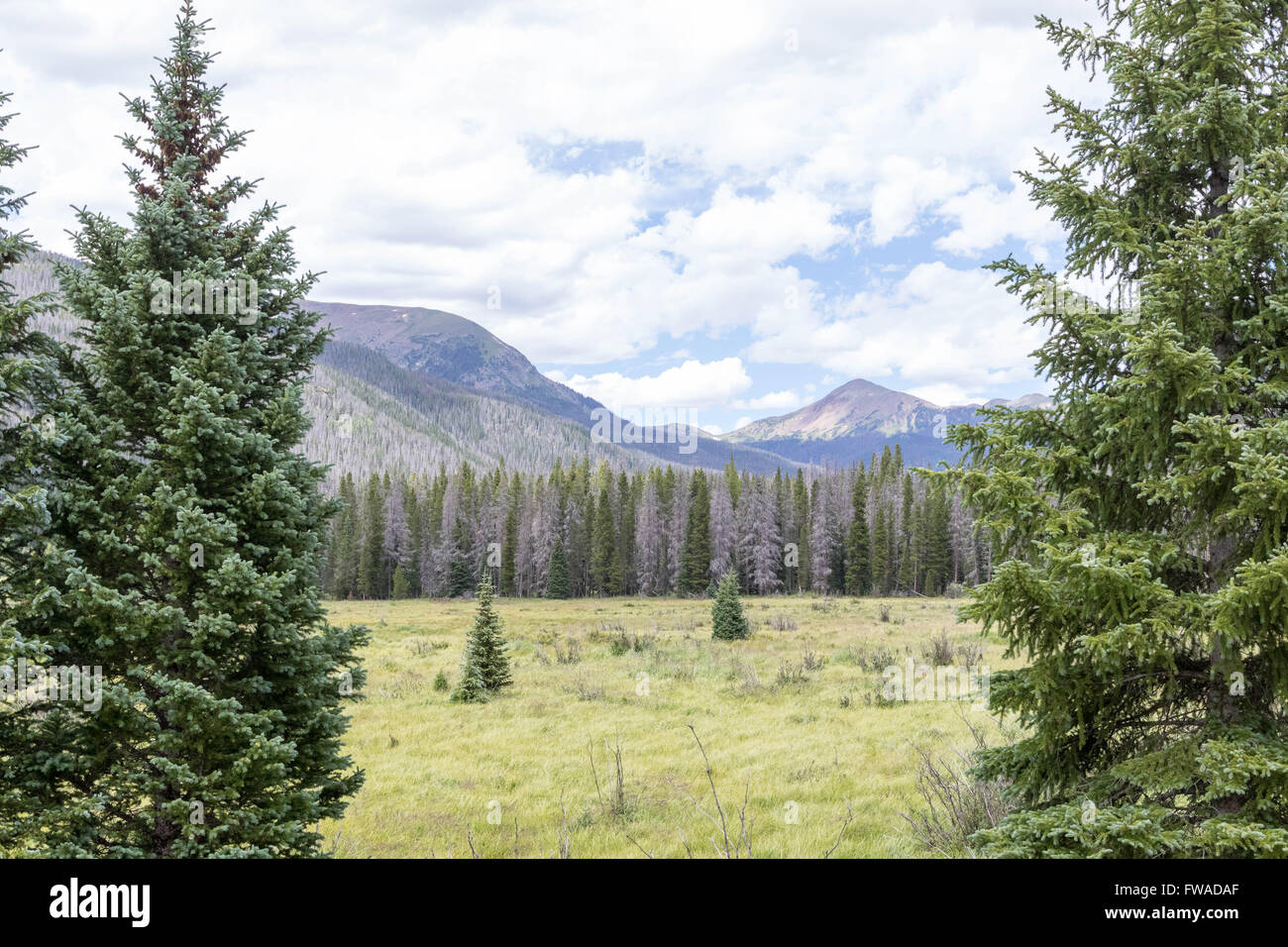 Timber Creek und Mount Julian in Rocky Mountain Nationalpark Stockfoto