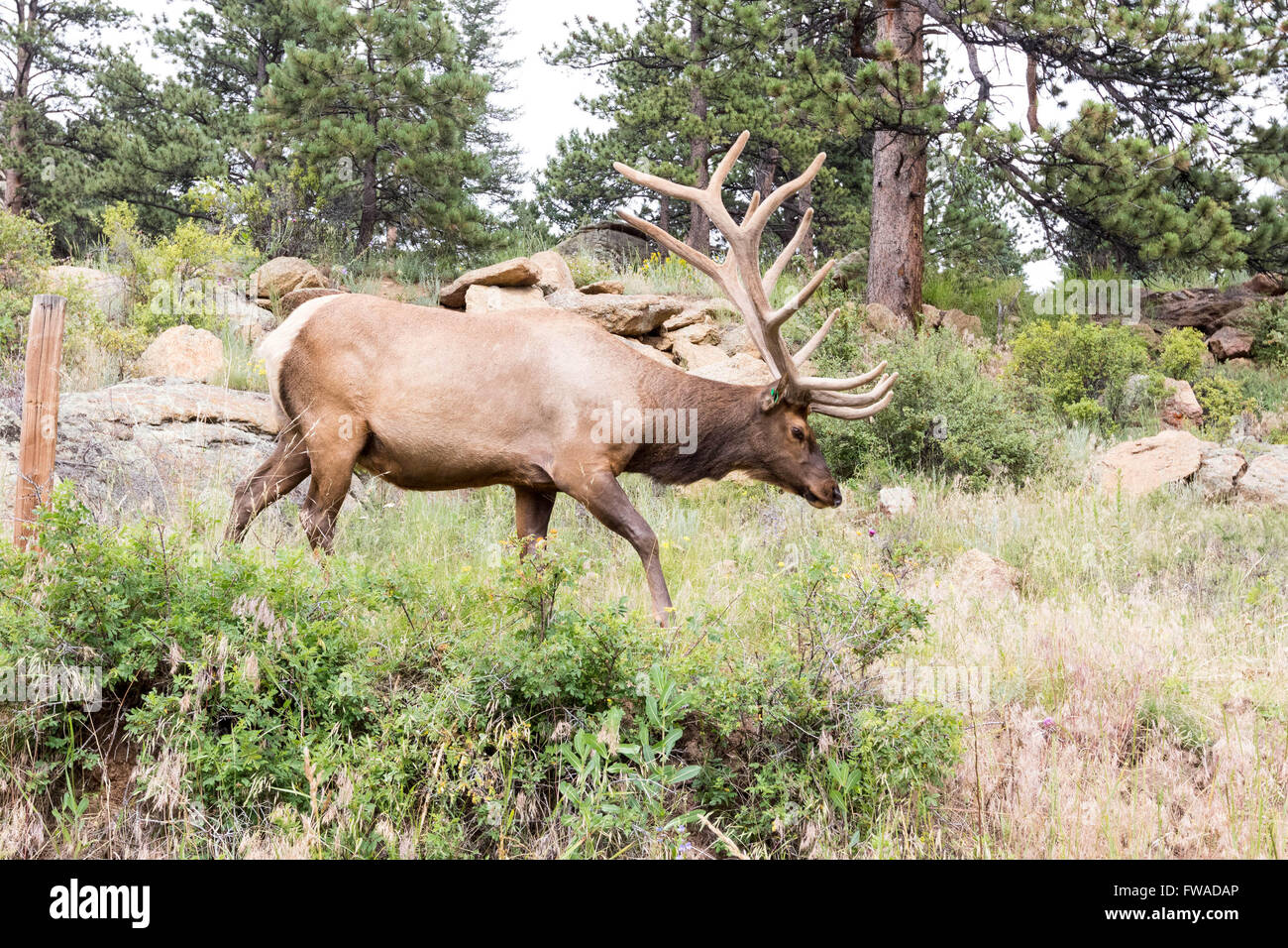 Rocky Mountain Elk Weiden in der Nähe von Estes Park, Co Stockfoto