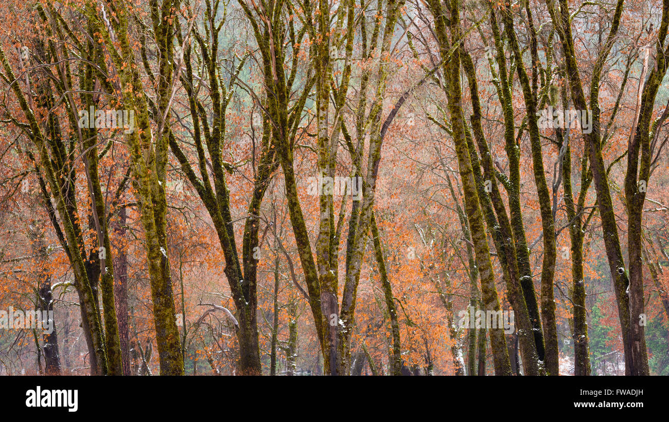 Black Oaks in Winter, Yosemite Tal, Yosemite-Nationalpark, Kalifornien Stockfoto