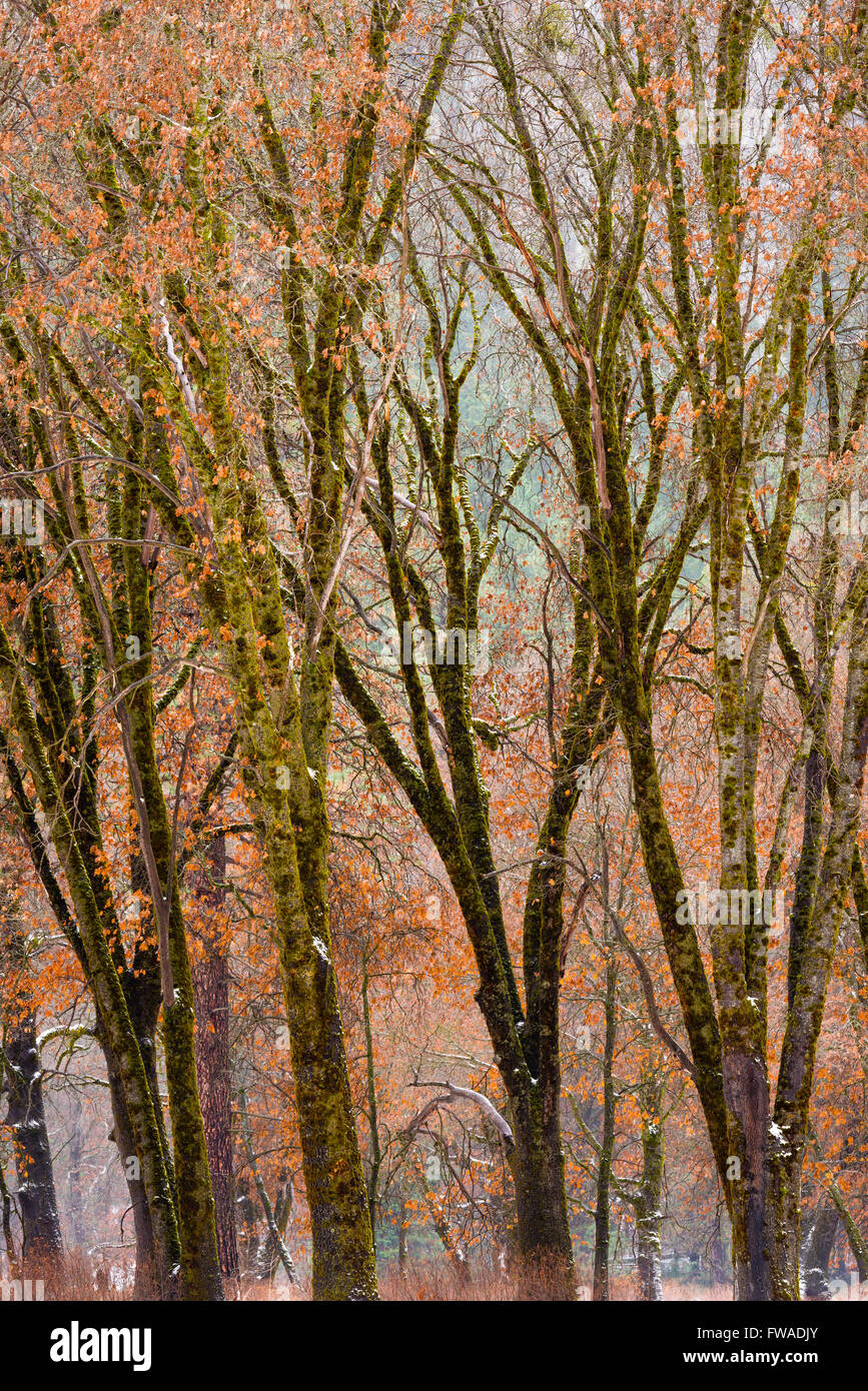 Black Oaks in Winter, Yosemite Tal, Yosemite-Nationalpark, Kalifornien Stockfoto