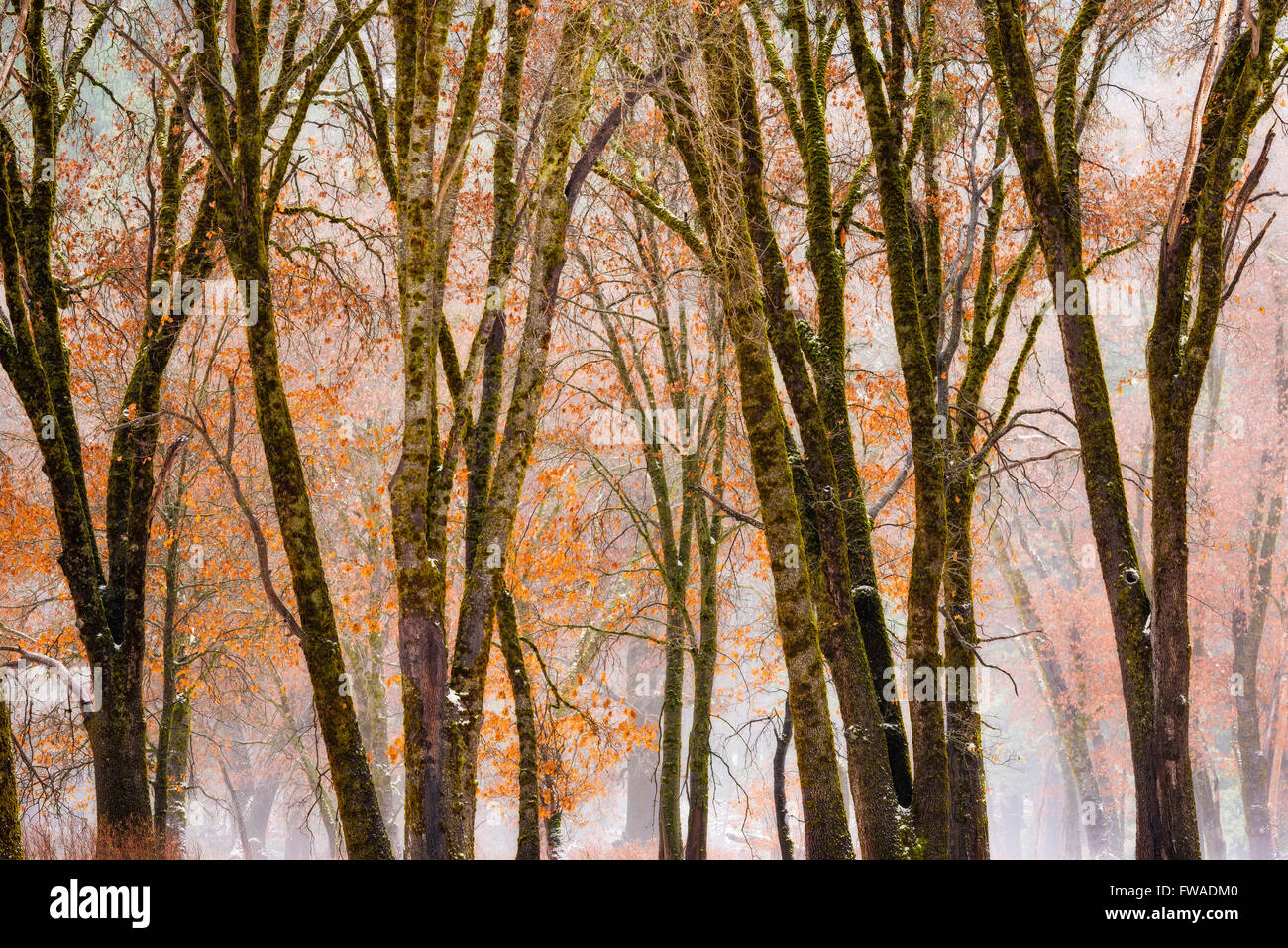 Black Oaks in Winter, Yosemite Tal, Yosemite-Nationalpark, Kalifornien Stockfoto