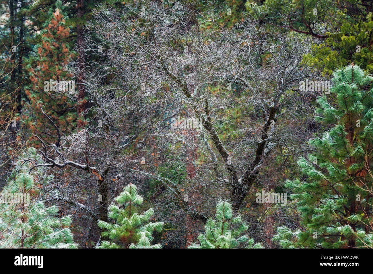 Mischwald im Winter, Yosemite Tal, Yosemite-Nationalpark, Kalifornien Stockfoto