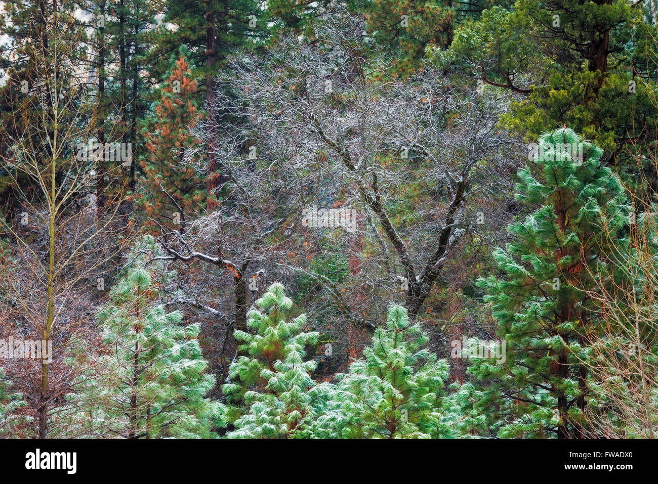 Mischwald im Winter, Yosemite Tal, Yosemite-Nationalpark, Kalifornien Stockfoto