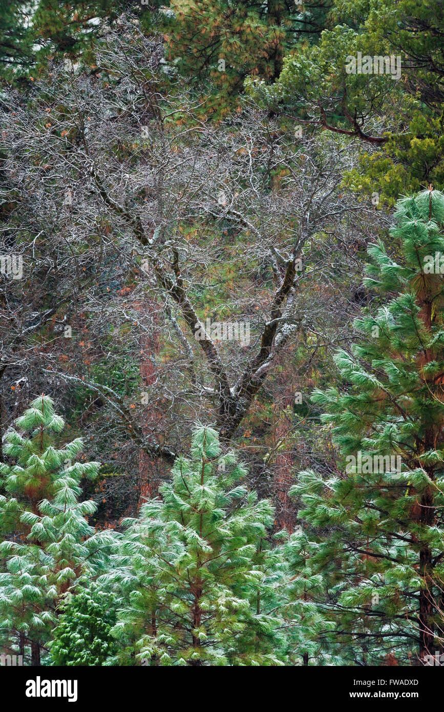 Mischwald im Winter, Yosemite Tal, Yosemite-Nationalpark, Kalifornien Stockfoto