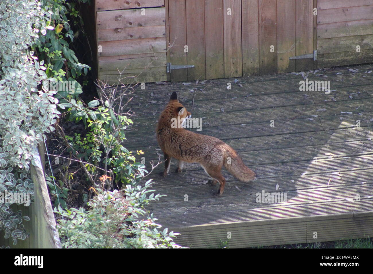 Städtischen Rotfuchs (Vulpes Vulpes) in London-Garten Stockfoto