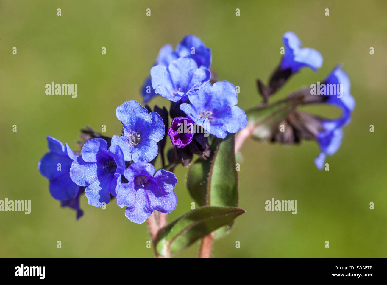 Blau, Lungenkraut Pulmonaria 'Blue Ensign' Stockfoto