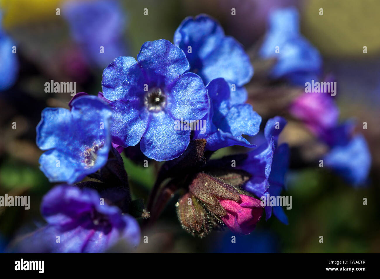 Blau, Lungenkraut Pulmonaria 'Blue Ensign' Stockfoto