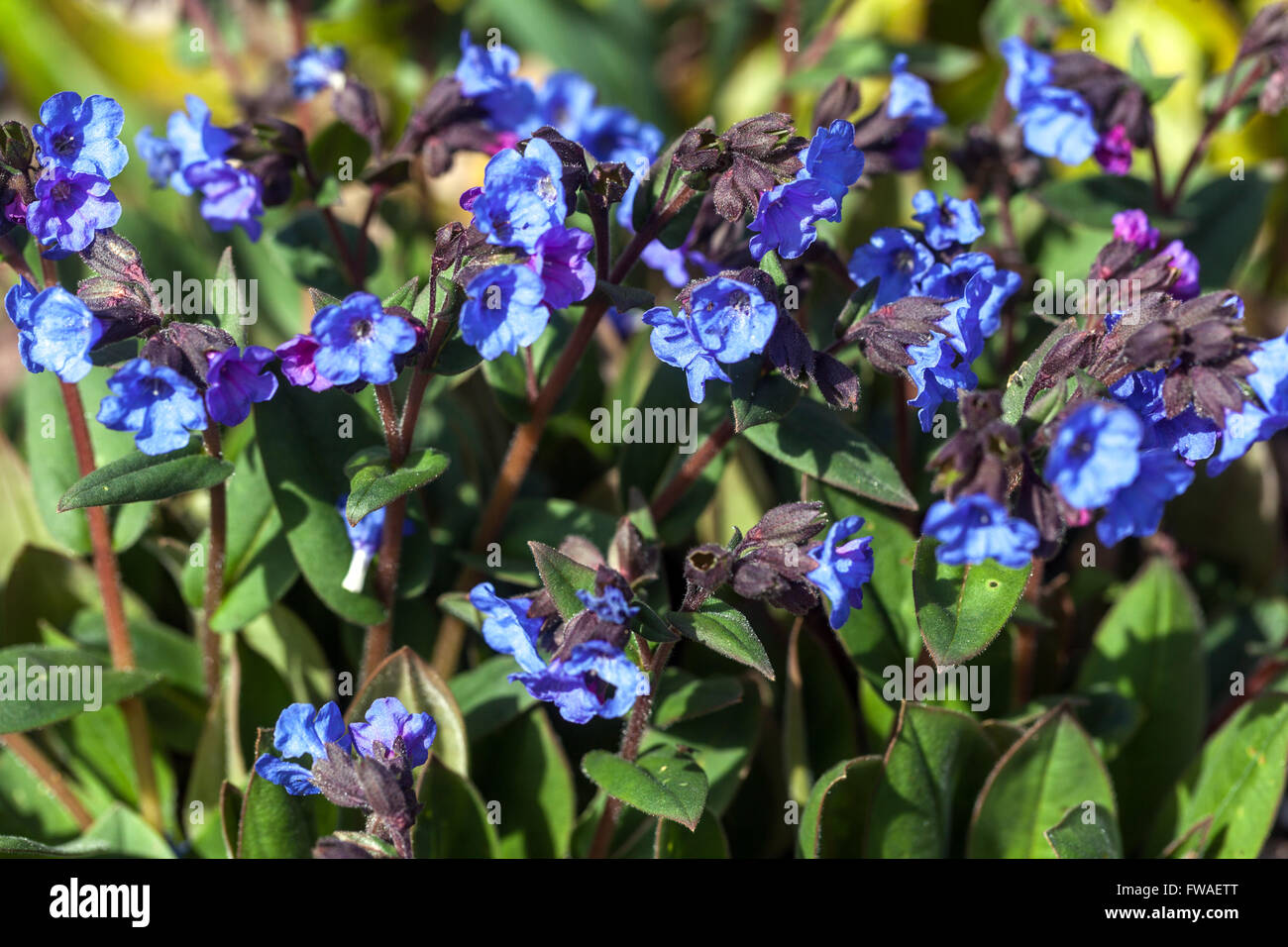 Blau, Lungenkraut Pulmonaria 'Blue Ensign' Stockfoto