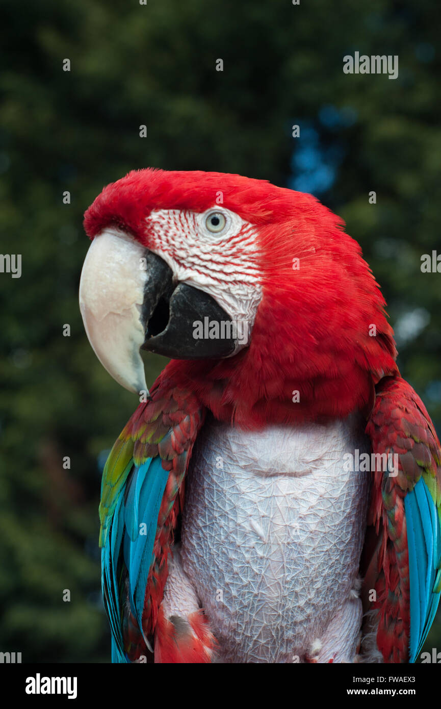 Tropischen Birdland Stockfoto