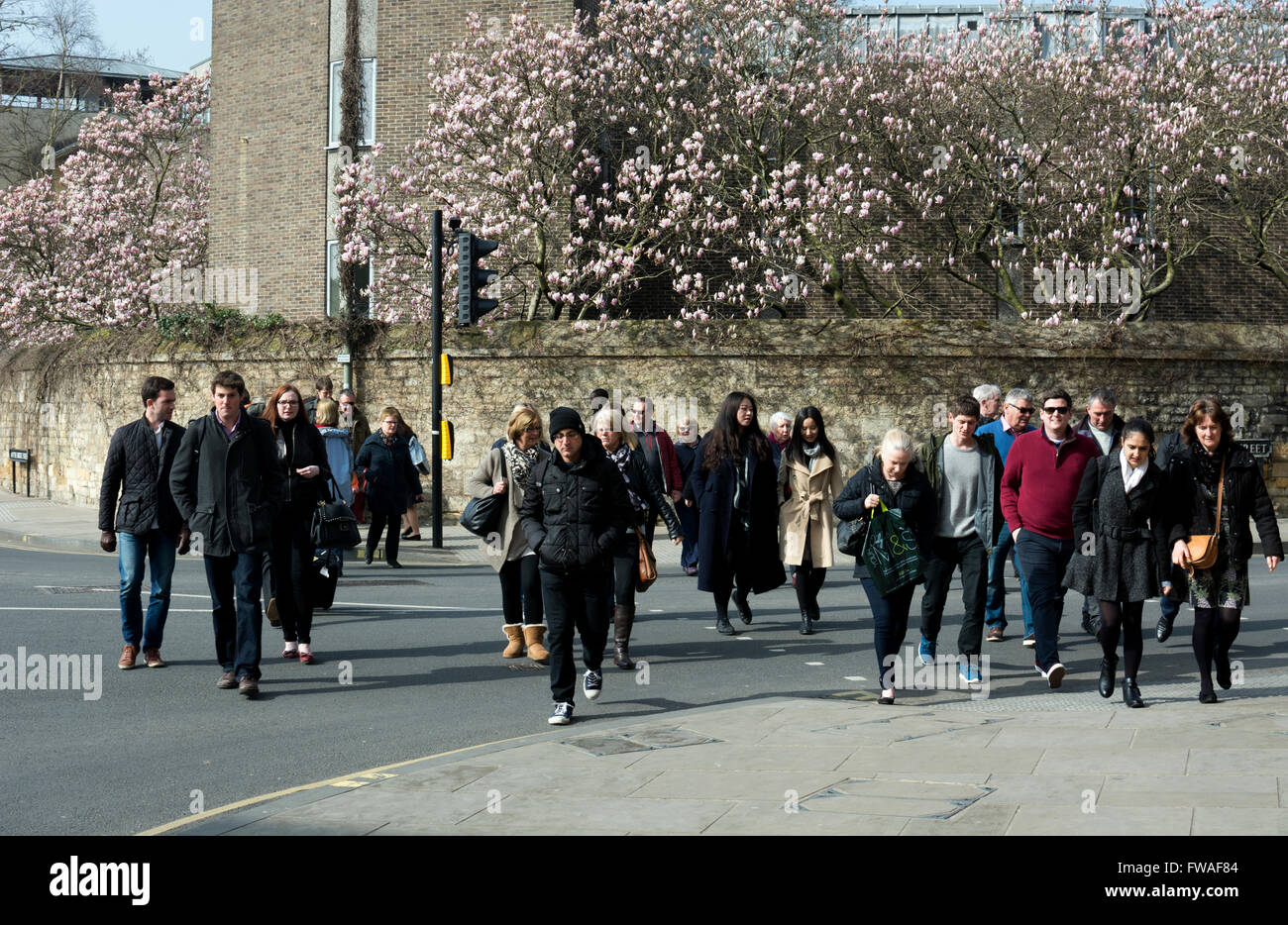 Menschen überqueren einer Straße im Stadtzentrum von Oxford mit Magnolia Blüte hinter, UK Stockfoto