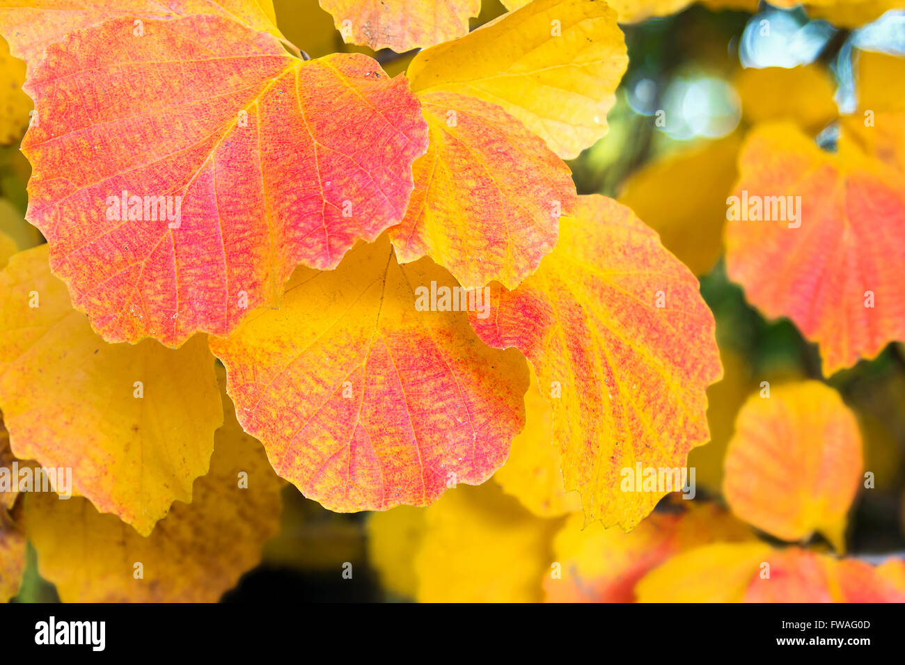 Herbst Farben von Aspen Baum Laub im Herbst Nahaufnahme Makro Stockfoto