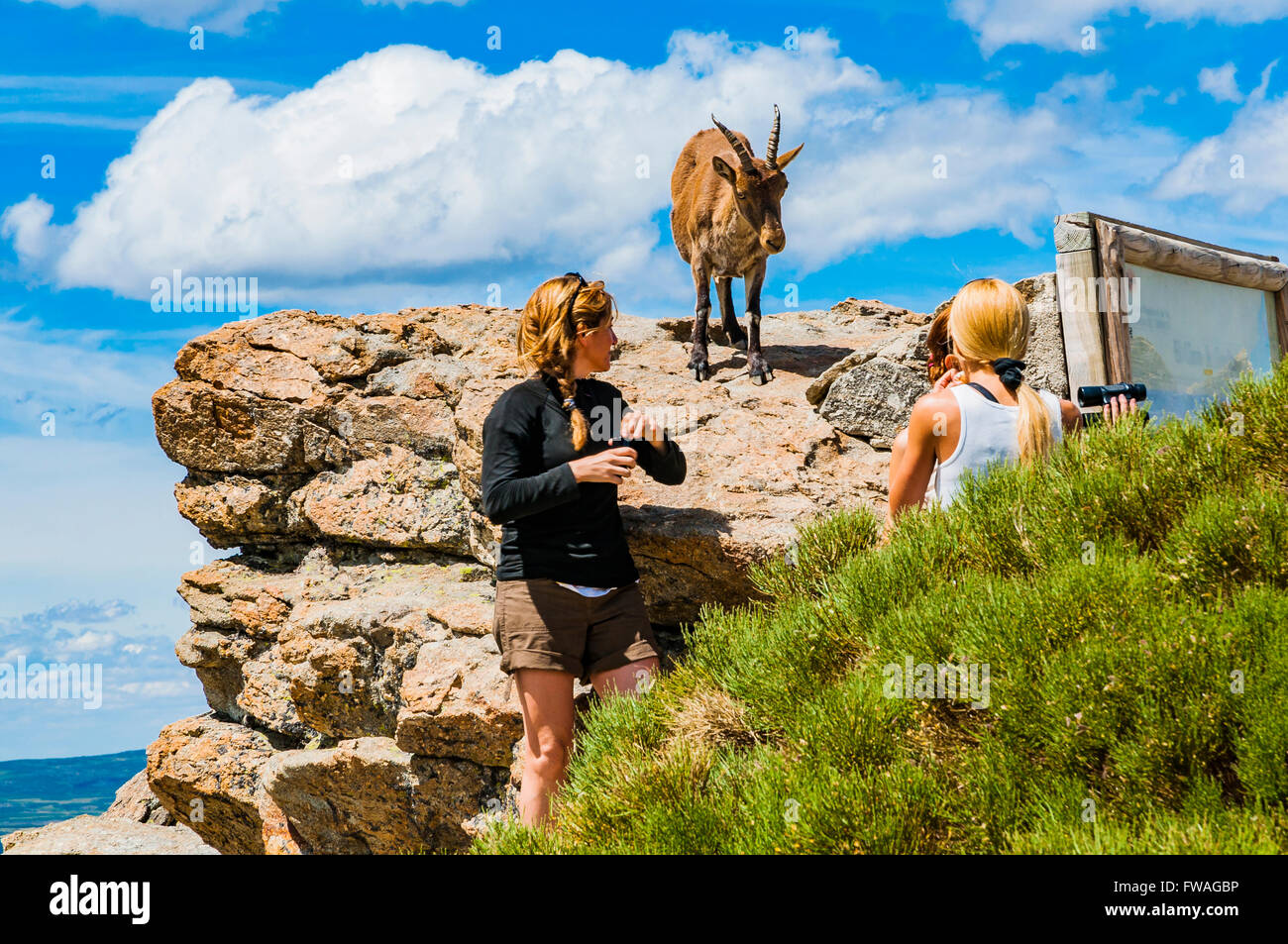 Tierwelt (westliche spanischer Steinbock oder Gredos-Steinbock) beobachten Wanderer. Zirkus der Gredos, Hoyos del Espino, Ávila, Spanien Stockfoto