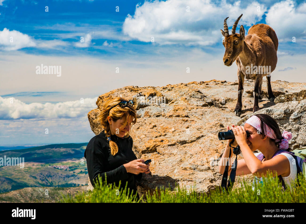 Tierwelt (westliche spanischer Steinbock oder Gredos-Steinbock) beobachten Wanderer. Zirkus der Gredos, Hoyos del Espino, Ávila, Spanien Stockfoto