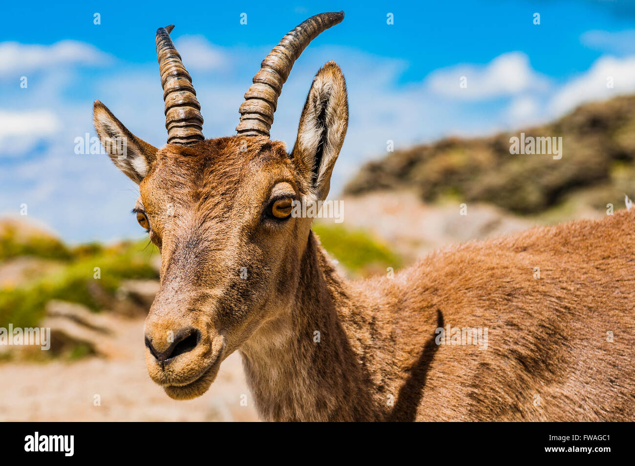 Westlichen spanischer Steinbock oder Gredos-Steinbock - Capra Pyrenaica Victoriae- Stockfoto