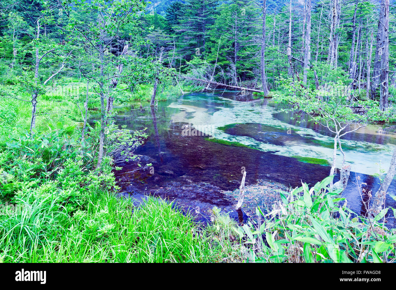 Dakesawa Creek in Kamikochi Nationalpark in Nagano, Japan Stockfoto