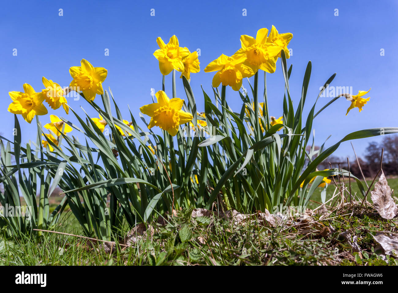 Frühe Frühling blühende gelbe Narzissen im Garten Rasen, gelbe Blumen Gruppe Narzissen blauen Himmel Stockfoto