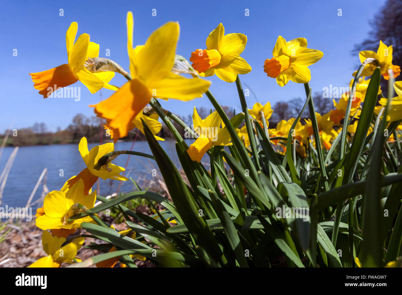 Narcissus Jetfire, Orange Daffodils Trompeten Stockfoto