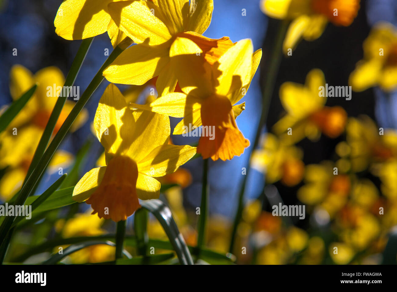 Narcissus Jetfire, Daffodil Jetfire Sunny Day Spring Garden Frühjahrs April Park Wiese die Sonne scheint auf den Narzissen Blumen Sonnenlicht scheint Stockfoto