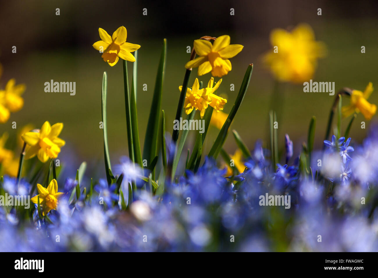 Frühe Blüte Miniatur-Narzissen Tete ein Tete auf blauen Frühlingswiese Stockfoto