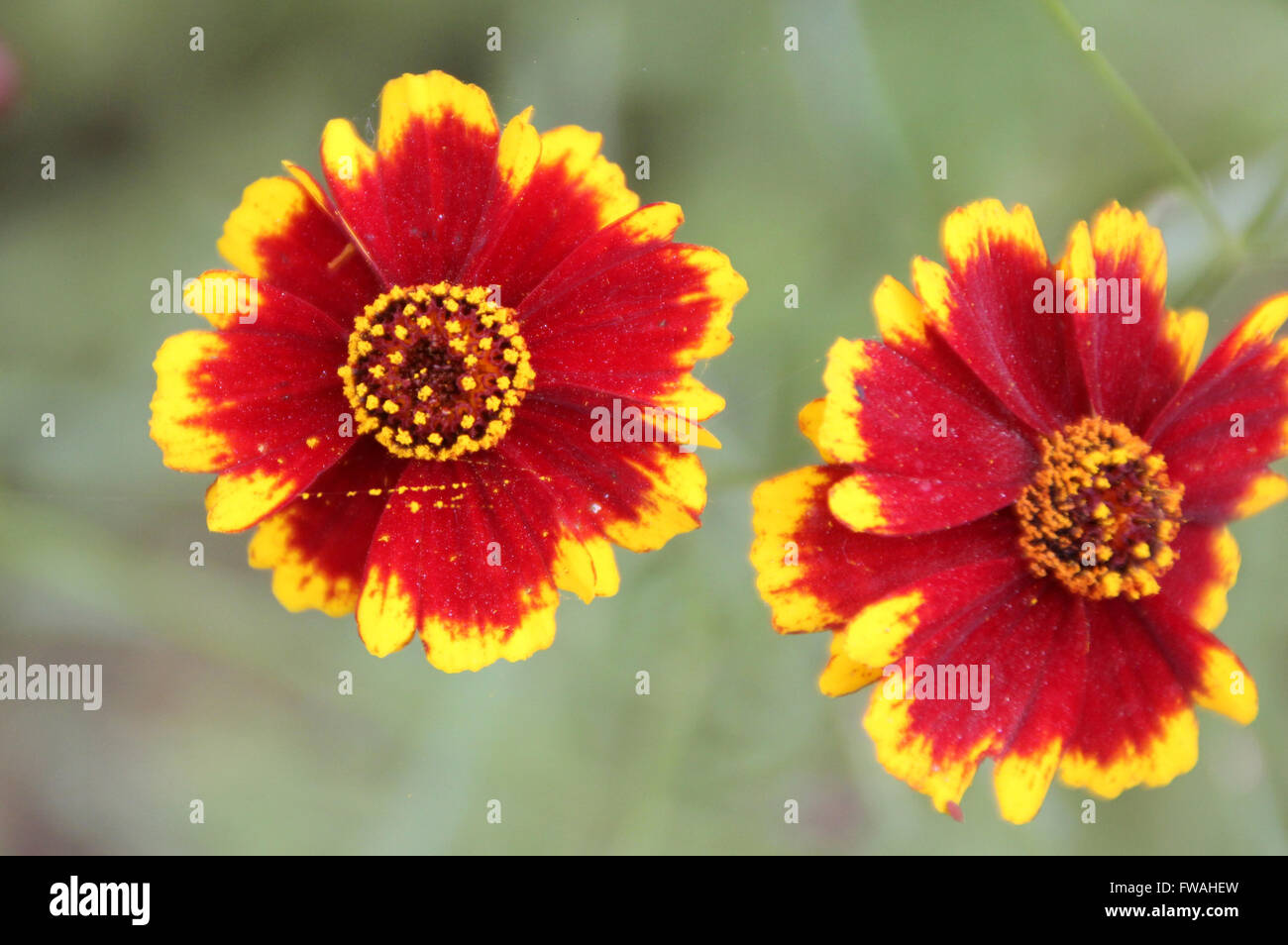 Coreopsis Tinctoria 'Highland Blast", Highland Blast Tickseed kultiviert einjähriges Kraut mit fein geschnittenen Blätter, rote Köpfe Stockfoto