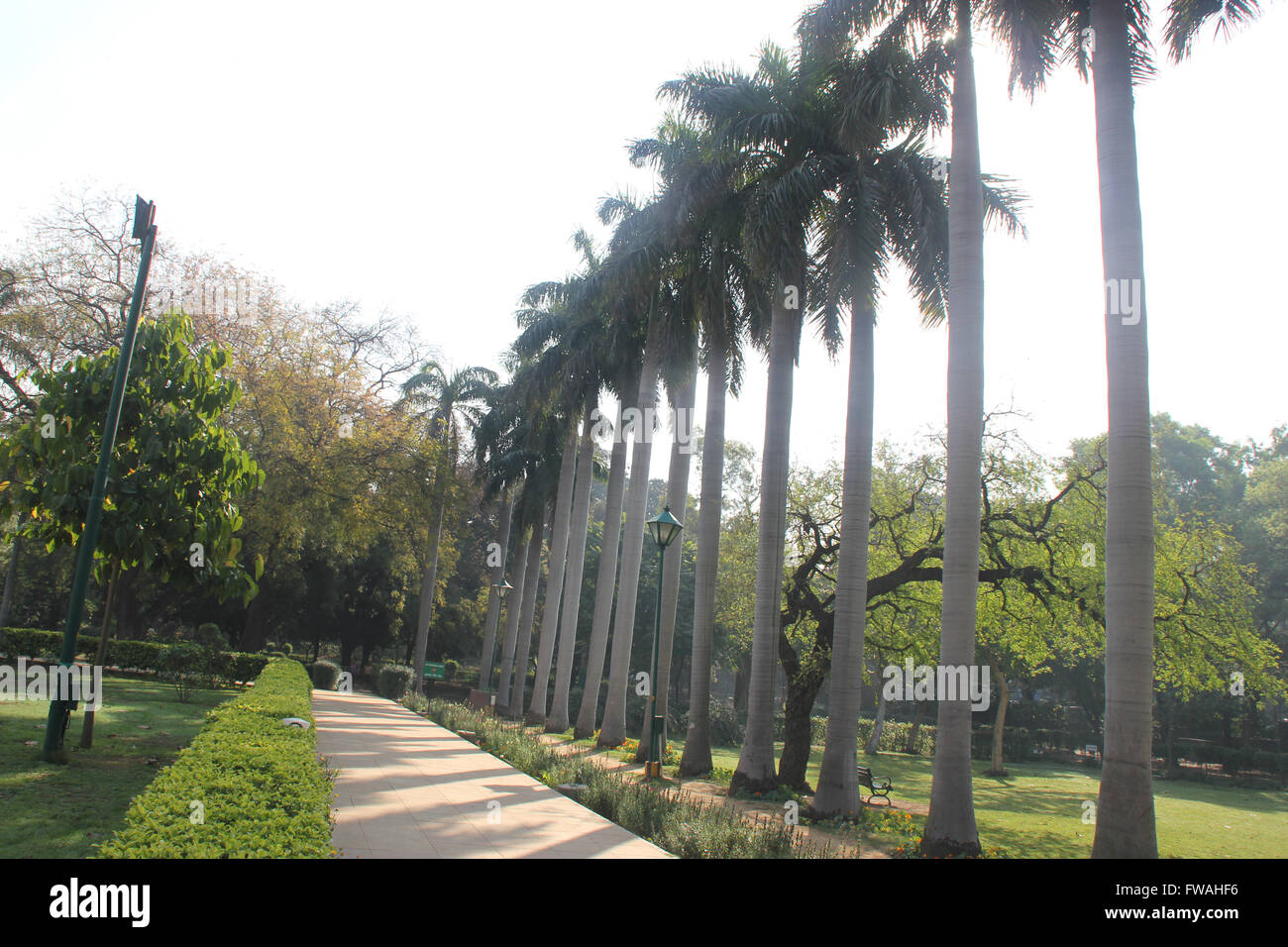 Reihe von Royal Palm trees, Roystonea Regia, Lodhi Garten, Delhi, Baum hat glatte weiße Stamm mit einer Krone aus Feder wie Blätter Stockfoto