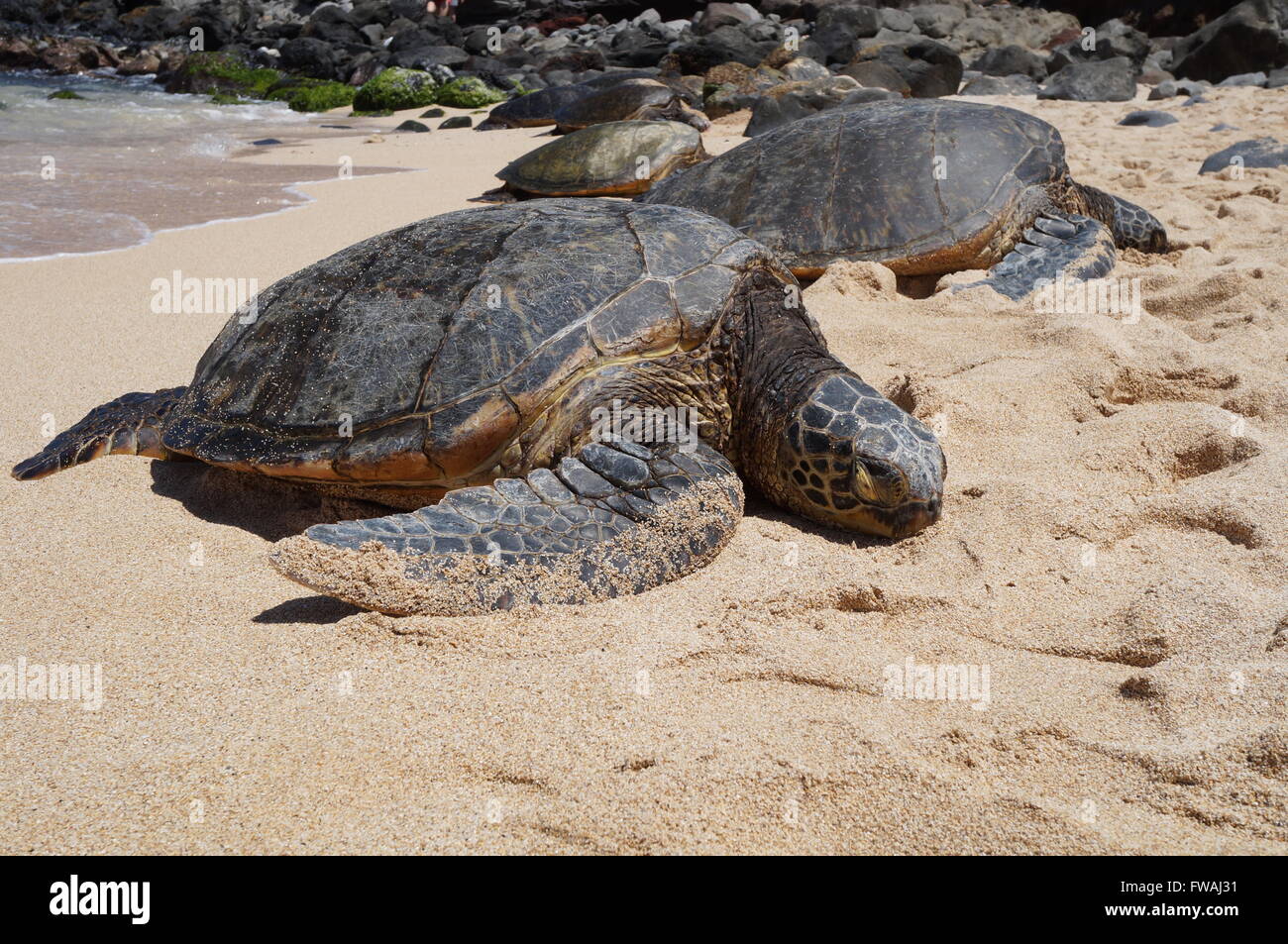 Wilde Honu riesigen Hawaiianische Grüne Meeresschildkröten am Hookipa Beach Park, Maui Stockfoto