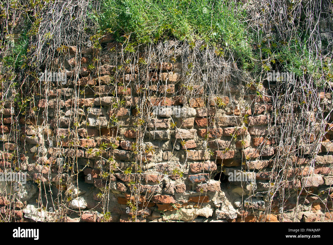 Zemun, Serbien - alte tragenden Mauer mit Kriechgang Reben bedeckt Stockfoto