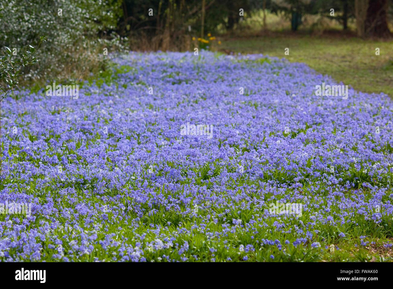 Scilla Siberica, Sibirischer Blaustern Teppich violett Stockfoto