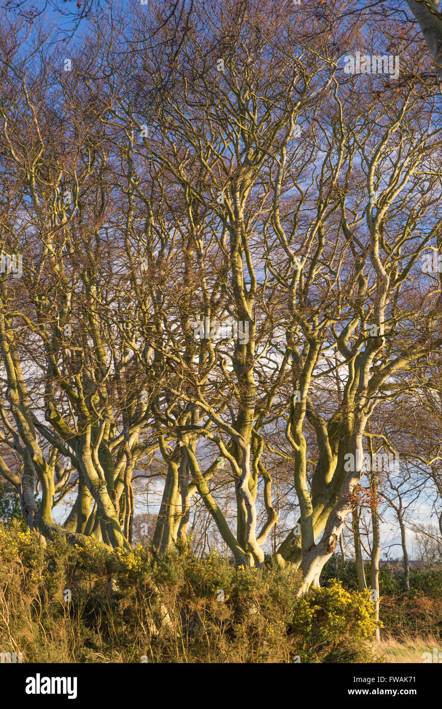 Wenig Binning Memorial Holz, Tyninghame Links, East Lothian, Schottland Stockfoto