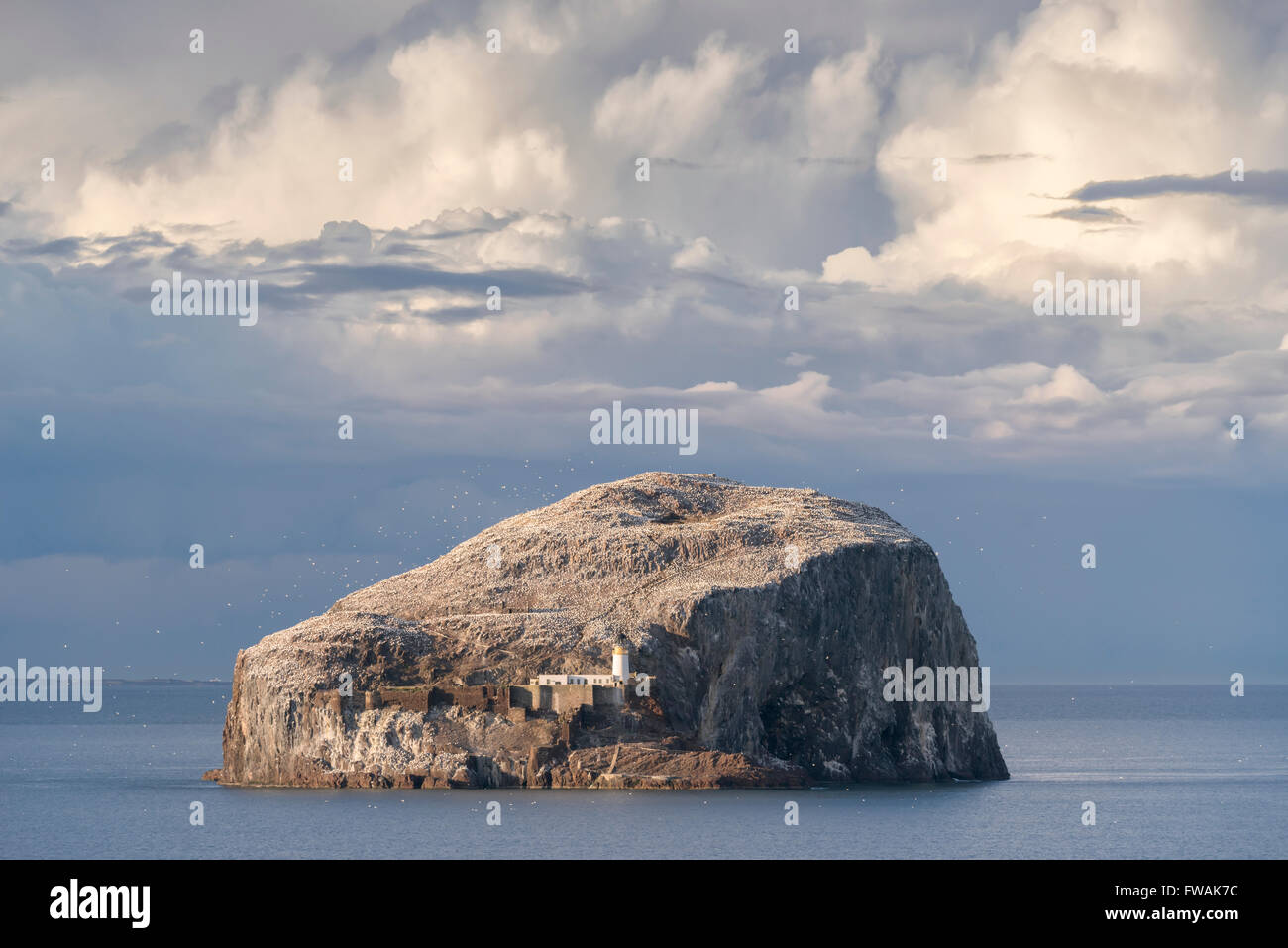 Bass Rock Firth of Forth Schottland März 2016. Stockfoto