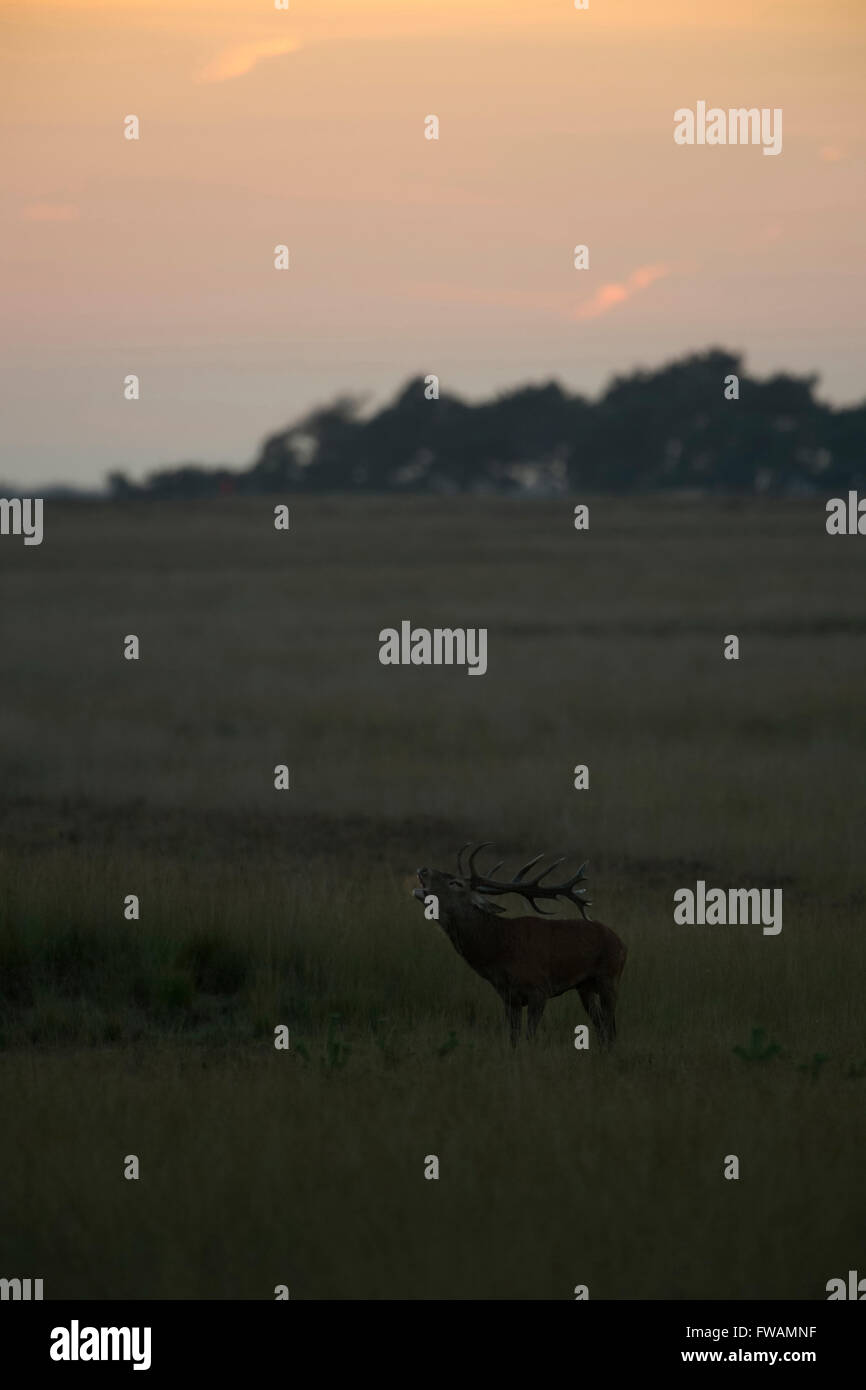 Rothirsch (Cervus elaphus), männlicher Erwachsener, einsamer Hirsch in breiter Grassteppe, Glockenschlag nach Sonnenuntergang, Tierwelt, Europa. Stockfoto