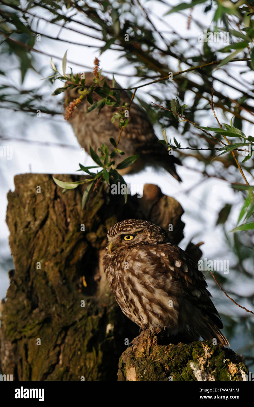 Zwei Generationen der Steinkauz / Minervas Eulen / Steinkauz (Athene Noctua) thront auf einem alten Weidenbaum. Stockfoto