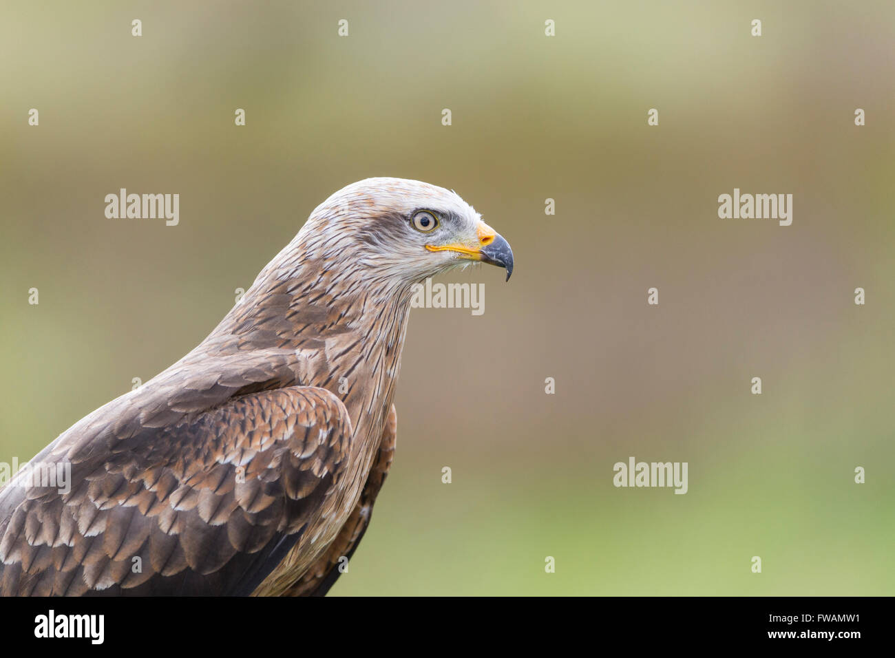 Schwarzmilan Milvus Migrans, Erwachsene, Porträt, Hawk Conservancy Trust, Andover, Hampshire, UK im September. Stockfoto