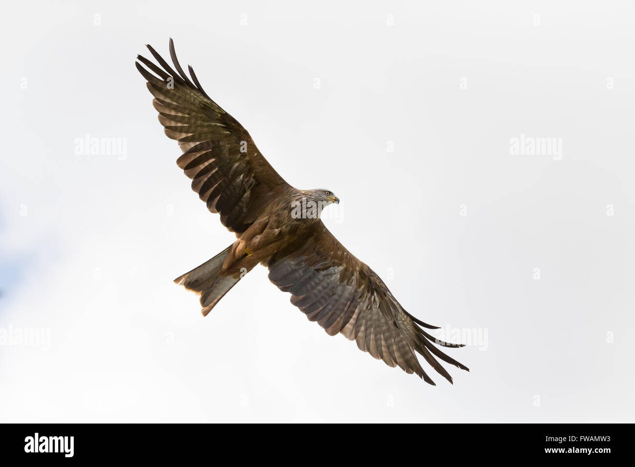 Schwarzmilan Milvus Migrans, Erwachsene, auf der Flucht vor weißen Himmel, Hawk Conservancy Trust, Andover, Hampshire, UK im September. Stockfoto