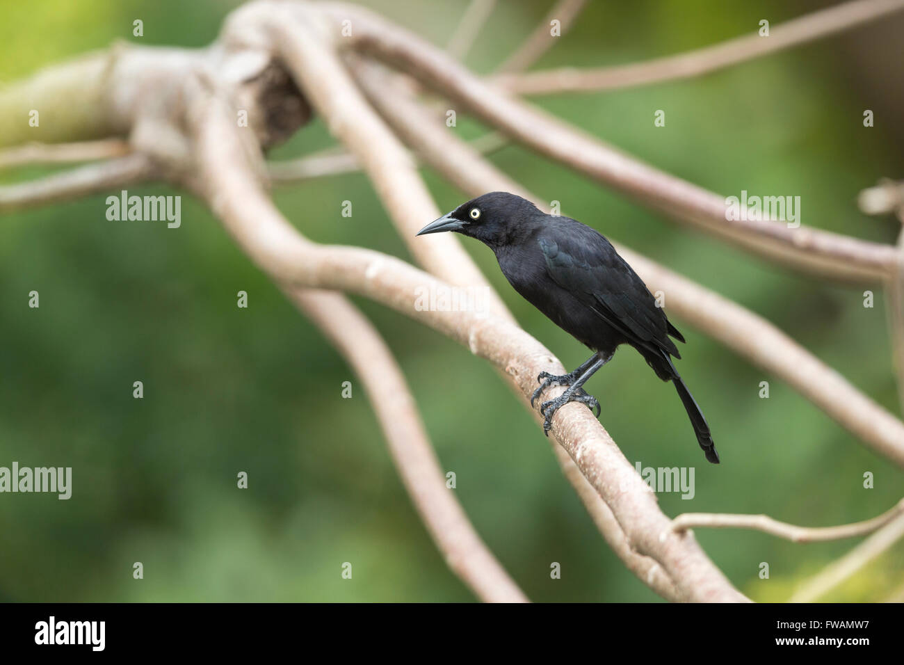 Carib Grackle, Quiscalus Lugubris, Männchen, thront, Holetown, Barbados im Mai. Stockfoto