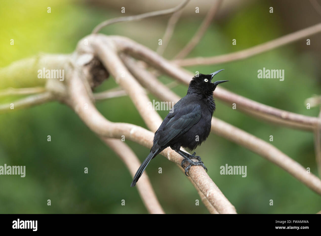 Carib Grackle, Quiscalus Lugubris, Männchen, thront und mit der Aufforderung, Holetown, Barbados im Mai. Stockfoto