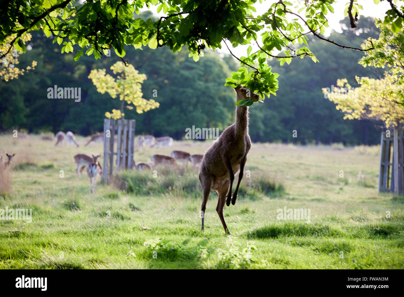 Richmond Upon Thames; Richmond Park mit Hirsch Stockfoto