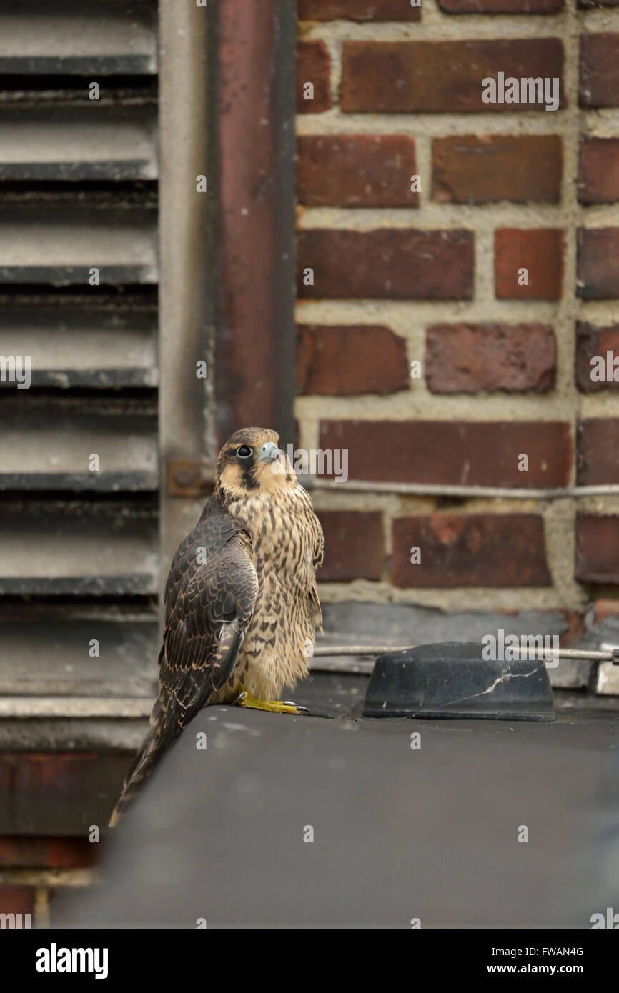 Wanderfalke (Falco Peregrinus) thront in einer Dachkante auf einem Industriegebäude, typische Ersatz Lebensraum Stockfoto