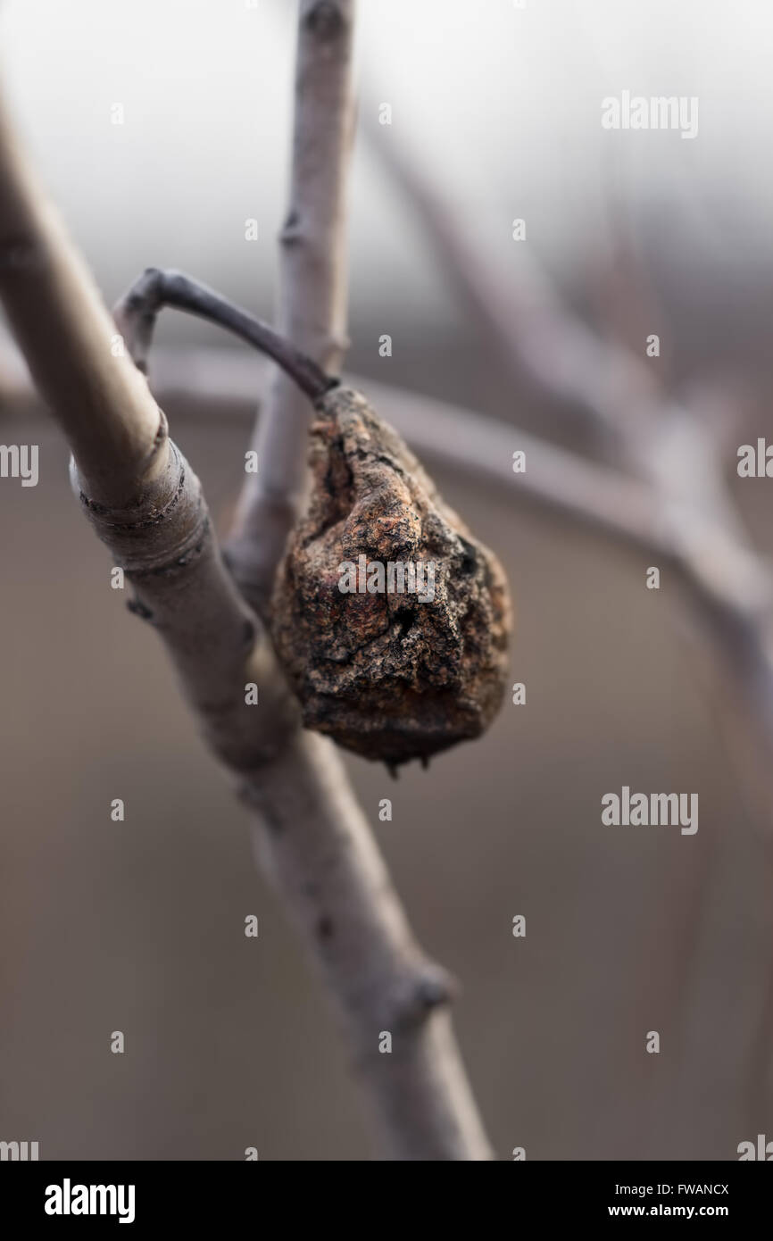 Trocknen Birnen am Baum Stockfoto