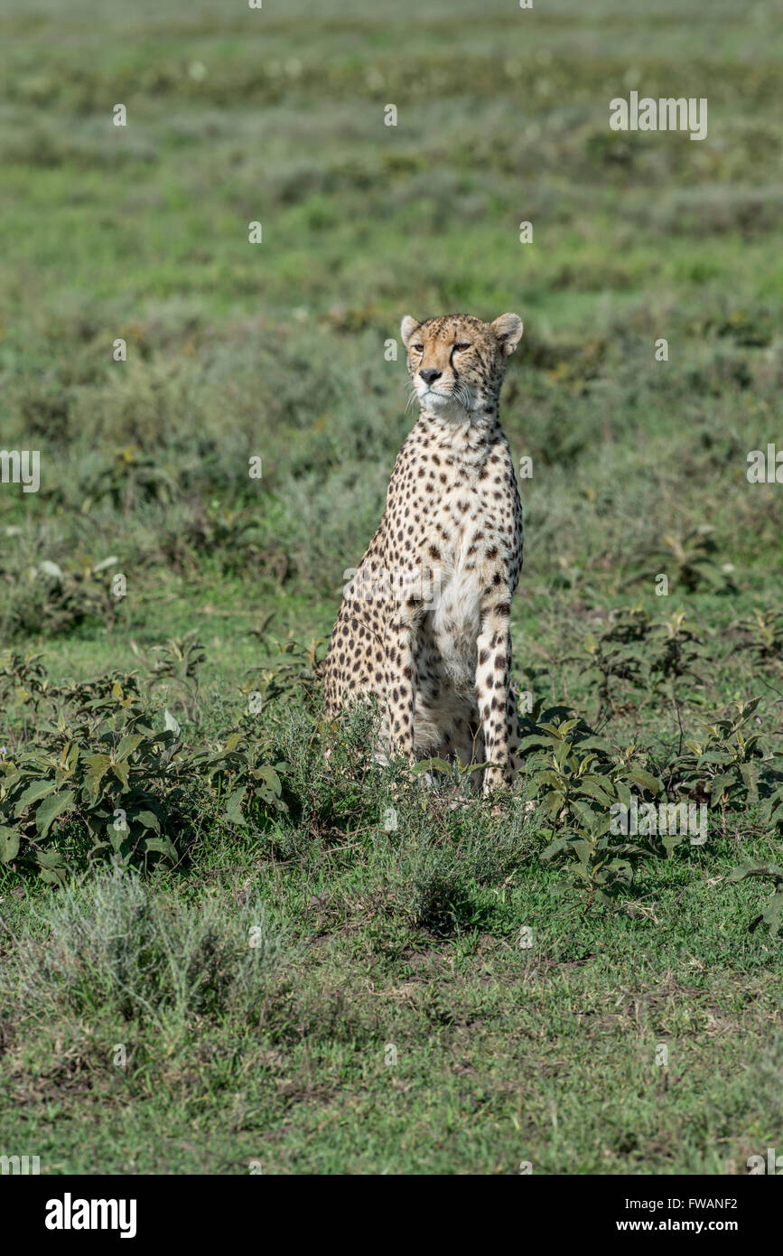 Gepard (Acinonyx Jubatus) Ndutu, Tansania Stockfoto