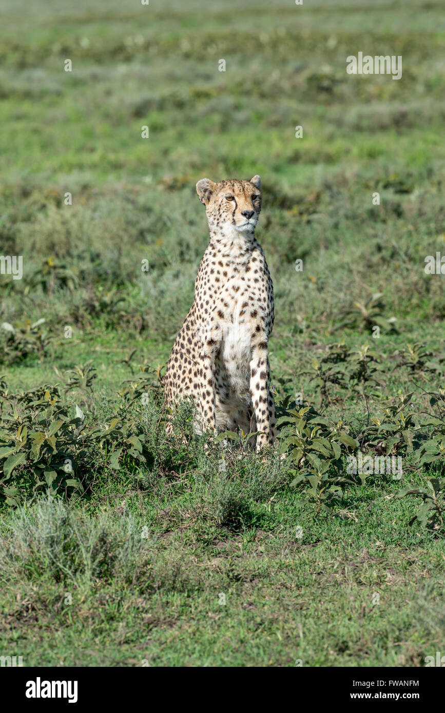 Gepard (Acinonyx Jubatus) Ndutu, Tansania Stockfoto