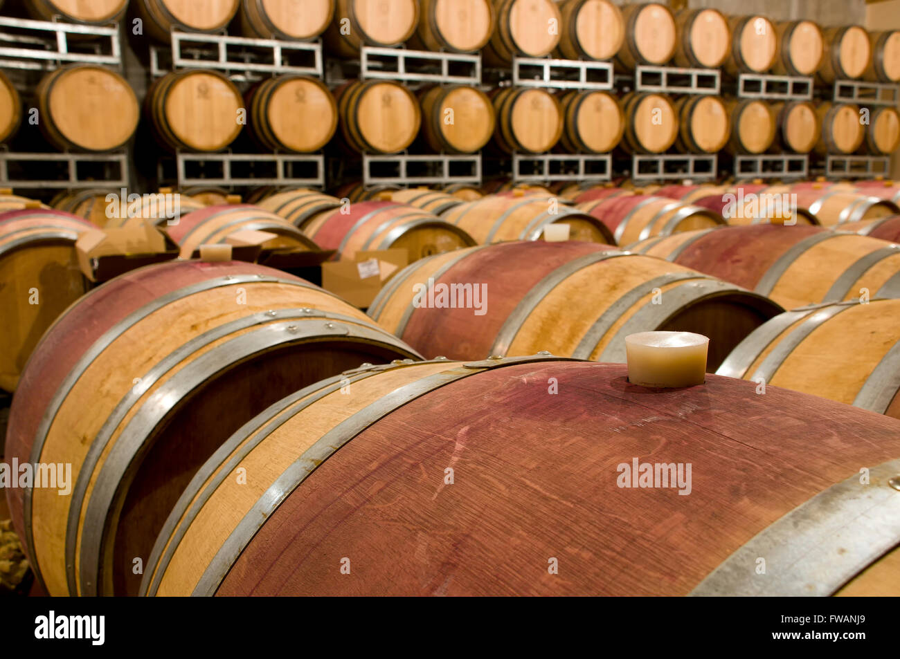 Weinkeller mit der Barrique-Fässer Stockfoto