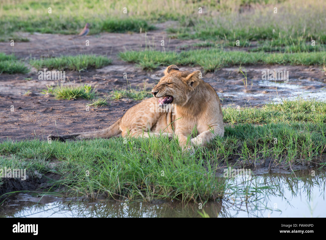 Junger Löwe (Panthera Leo) am Wasserloch Stockfoto