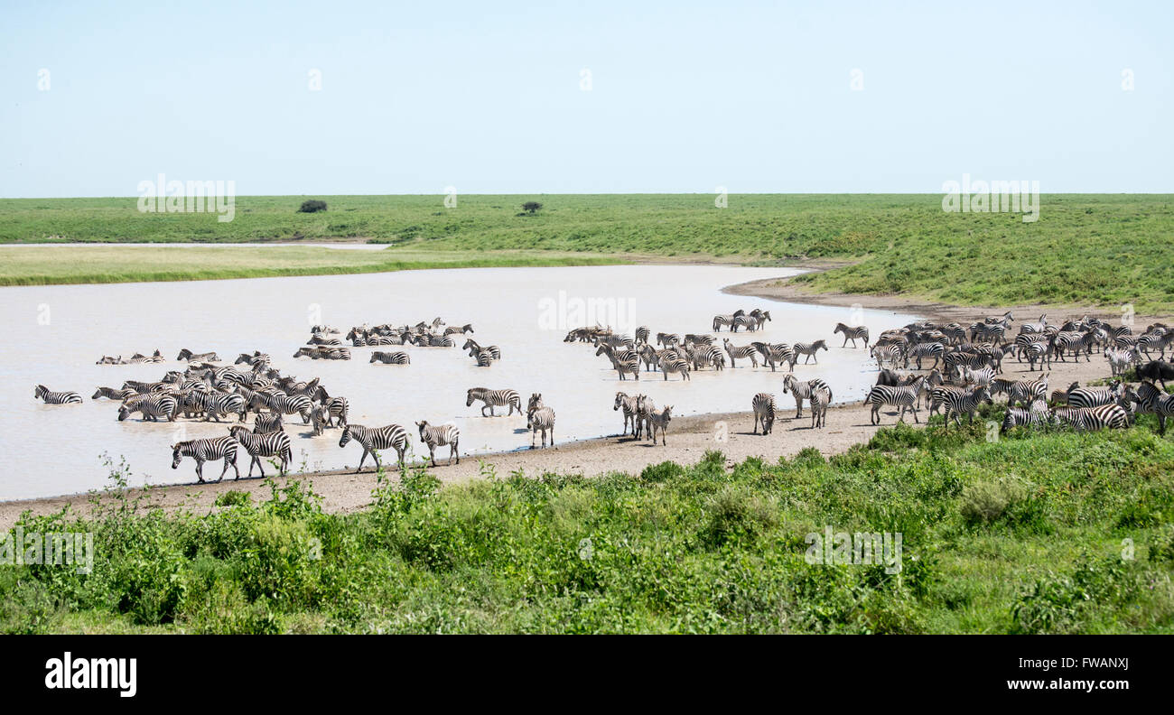 Gemeinsame oder Burchell Zebras (Equus Quagga) auf Migration ein Wasserloch an der Grenze zwischen der Serengeti und Ngorongoro angekommen. Stockfoto